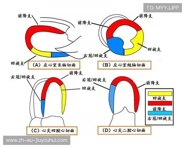 心脏健康与足球运动的关系探讨及其对身体的积极影响分析